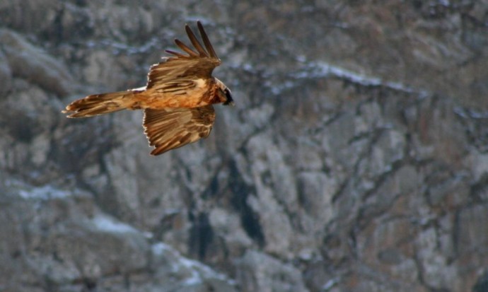 observation des aigles au kirghizistan