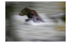 Yukon, Au pays de l'aigle et du grizzly - Observation et photographie animalière