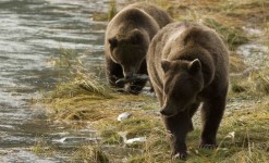 voyage d'observation des grizzlis en alaska