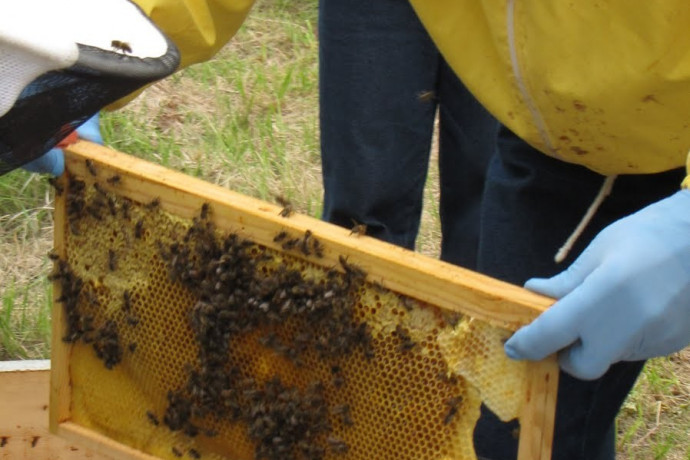 séjour apiculpteur dans le vercors