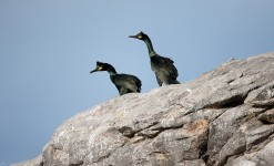 Fous de bassan, macareux et pingouins des îles de la manche