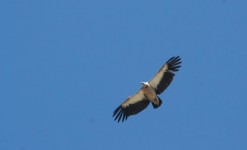 observation des oiseaux en kirghizie
