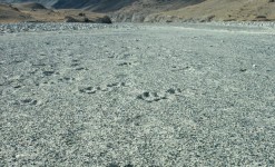 sur les traces du loup des steppes en kirghizie