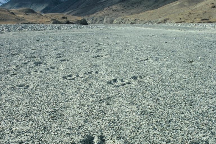 sur les traces du loup des steppes en kirghizie