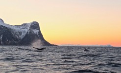 Hiver Boréal et Baleines