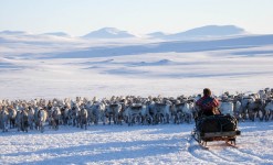 La transhumance des rennes en Laponie