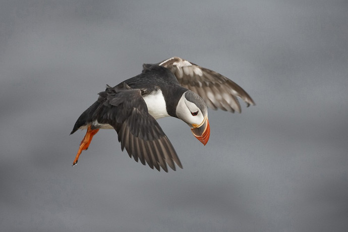 observation ornithologique en islande