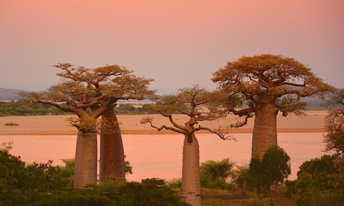 photographier l'allée des baobabs à madagascar