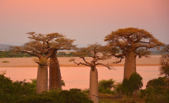 photographier l'allée des baobabs à madagascar