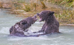 Yukon, Au pays de l'aigle et du grizzly - Observation et photographie animalière