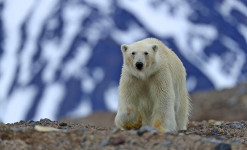 observation des ours polaires au spitzberg