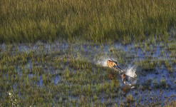 De l'Okavango à Chobé