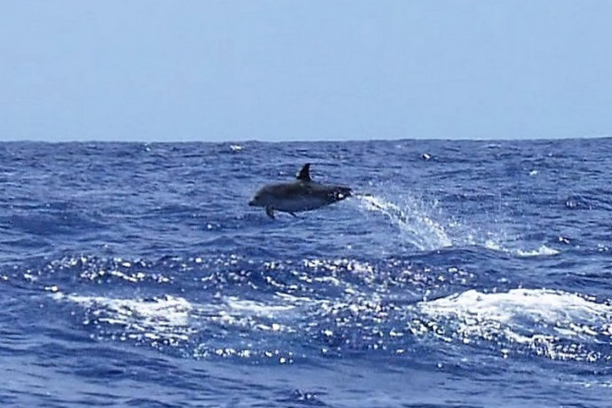 observation des dauphins aux açores