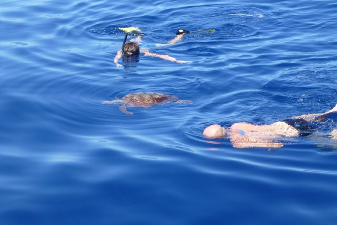 tortue de mer aux açores