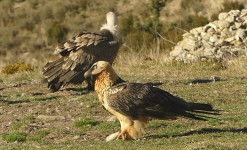 Planeurs d'Aragon - Séjour ornithologique.