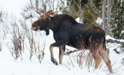 Raid à ski et pulka au Yukon : Sur les traces des Caribous