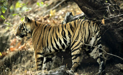 A la recherche des Tigres du Bengale à Bandhavgarh