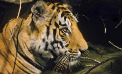 A la recherche des Tigres du Bengale à Bandhavgarh