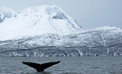 Hiver Boréal et Baleines