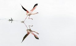 Photo animalière : Oiseaux en Camargue