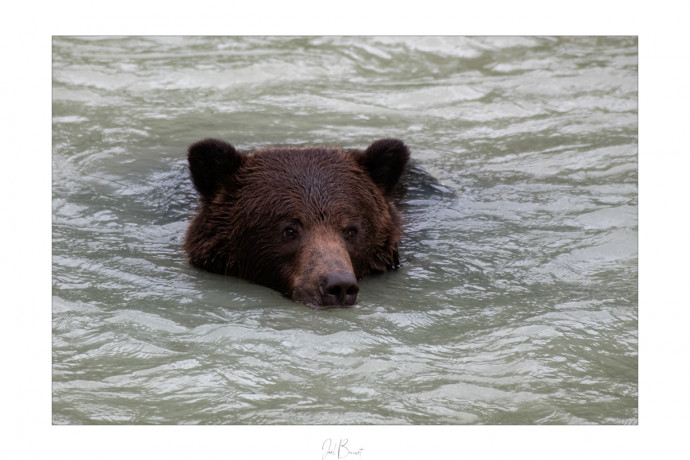Conseils, Guide de survie : que faire face à un ours?