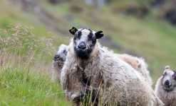 Master Class Photo - L’Islande à l’heure du rassemblement des moutons