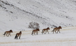 Traditions Kazakh et recherche de la panthère des neiges