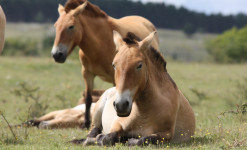 A la rencontre des chevaux sauvages de Przewalski