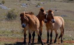 A la rencontre des chevaux sauvages de Przewalski