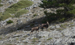 Pyrénées Ariégeoises - Vallons secrets et faune sauvage