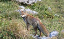 Rando, observation et photo animalière en Vanoise et Beaufortain