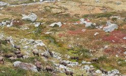 Rando, observation et photo animalière en Vanoise et Beaufortain