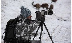 apprendre à filmer la faune sauvage