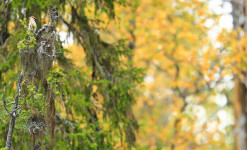 Tons d'automne, ours et oiseaux de Laponie