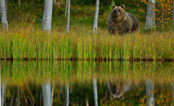 Tons d'automne, ours et oiseaux de Laponie