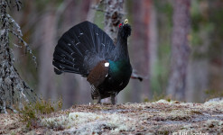 Observation et photo ornithologique en Suède