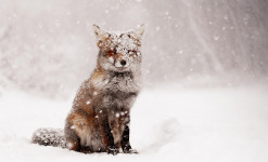 Formation professionnelle : stage la faune et l'hiver