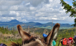 Randos avec les ânes sur les Volcans d'Auvergne