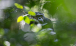 Gorilles de Montagnes, Chimpanzés et faune africaine