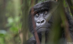 Gorilles de Montagnes, Chimpanzés et faune africaine