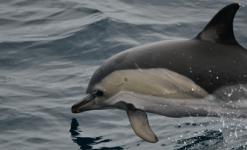 Pays Basque - Expédition Sciences Participatives sur les baleines et dauphins en voilier