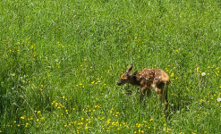 Le printemps aux Abruzzes - Séjour d'observation animalière