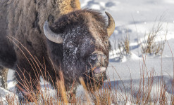 Yellowstone l'hiver, Aventure exclusive au pays des loups des coyotes et des bisons.