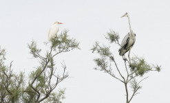 Photo animalière : Oiseaux en Camargue