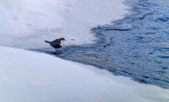 Les boeufs musqués au coeur de l’hiver arctique