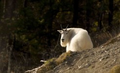 observation animalière en alaska