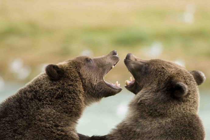 observation des grizzly en alaska