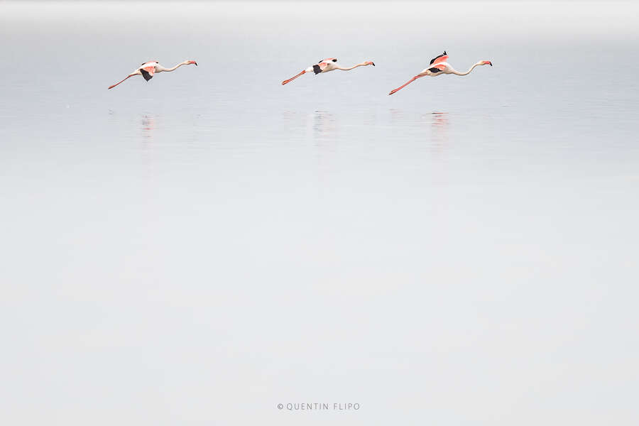 Flamants roses en vol – lagunes de Camargue