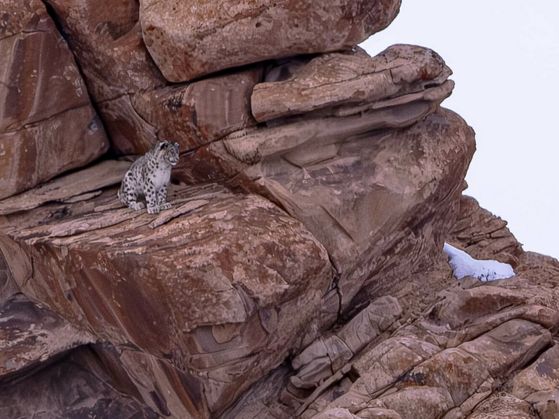 Panthère des neiges au Ladakh dans les rochers