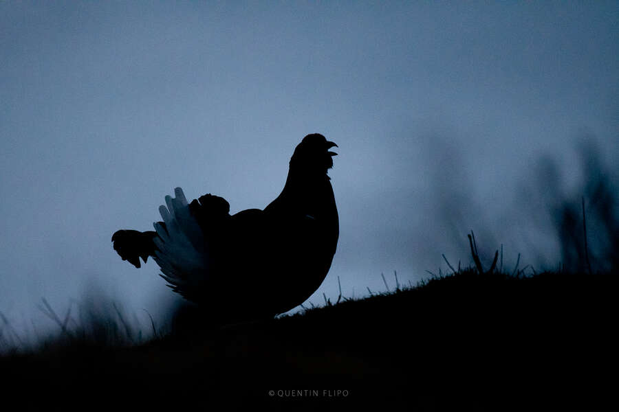 Tétras lyre au crépuscule – Vercors sauvage